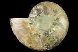 Agatized Ammonite Fossil (Half) - Madagascar #135248-1